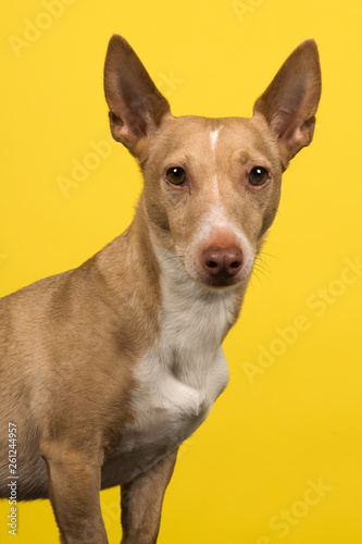 Portrait of a podenco maneto looking at the camera with ears up on a yellow background