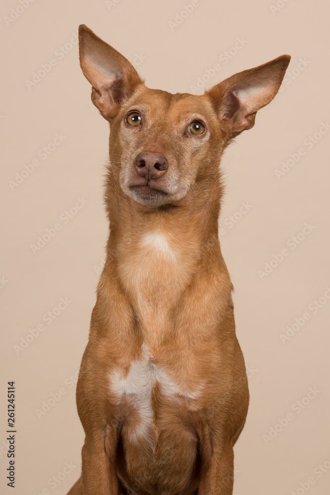 Portrait of a podenco andaluz looking up on a sand colored background Portrait of a podenco andaluz looking up on a sand colored background