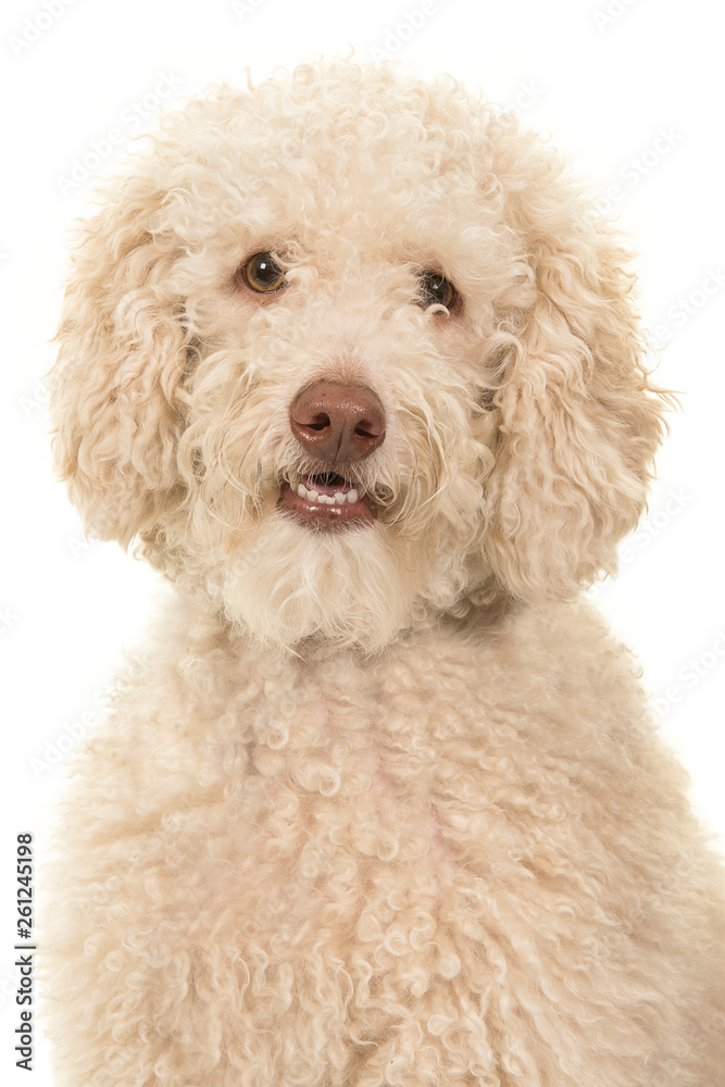 Portrait of a labradoodle dog looking at the camera on a white background Portrait of a labradoodle dog looking at the camera on a white background