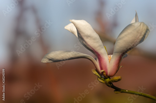 Spring macro of opened White Magnolia flower on blurred grey brown background. Selective focus. Nature concept for design