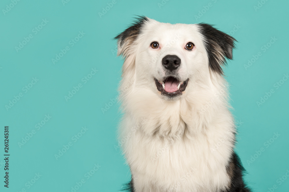 Portrait of a black and white australian shepherd looking at the camera on a turquoise blue background with space for copy