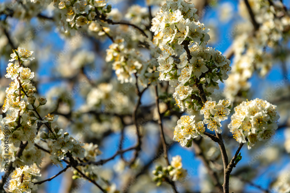 Close-up branches of white cherry plum flowers blossom in spring. Lot of white flowers in sunny spring day on blue sky blurred background. Selective focus. Interesting nature concept for design