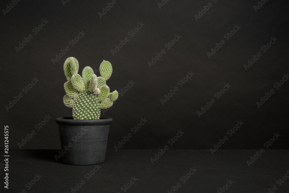 Cactus plant in a black flower pot in a black interior