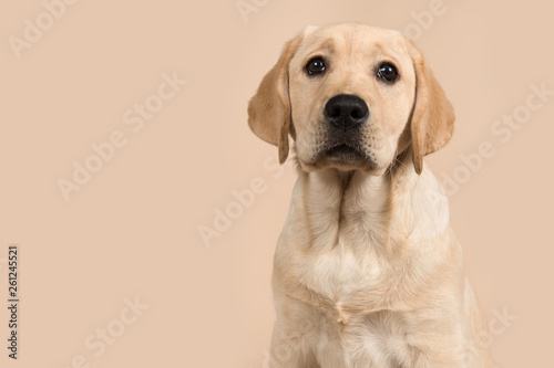 Pretty blond labrador retriever puppy portrait looking at the camera on a creme colored background