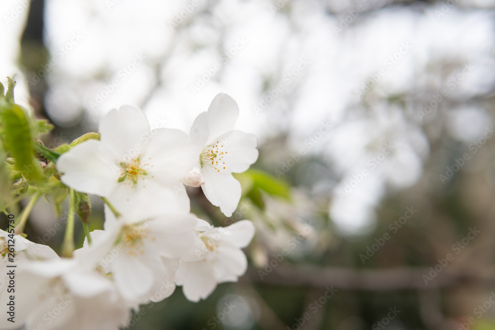 White flower Cherry blossom in japan spring garden park concept for petal pink japanese floral april springtime season, asia romantic outdoor nature tree beautiful view