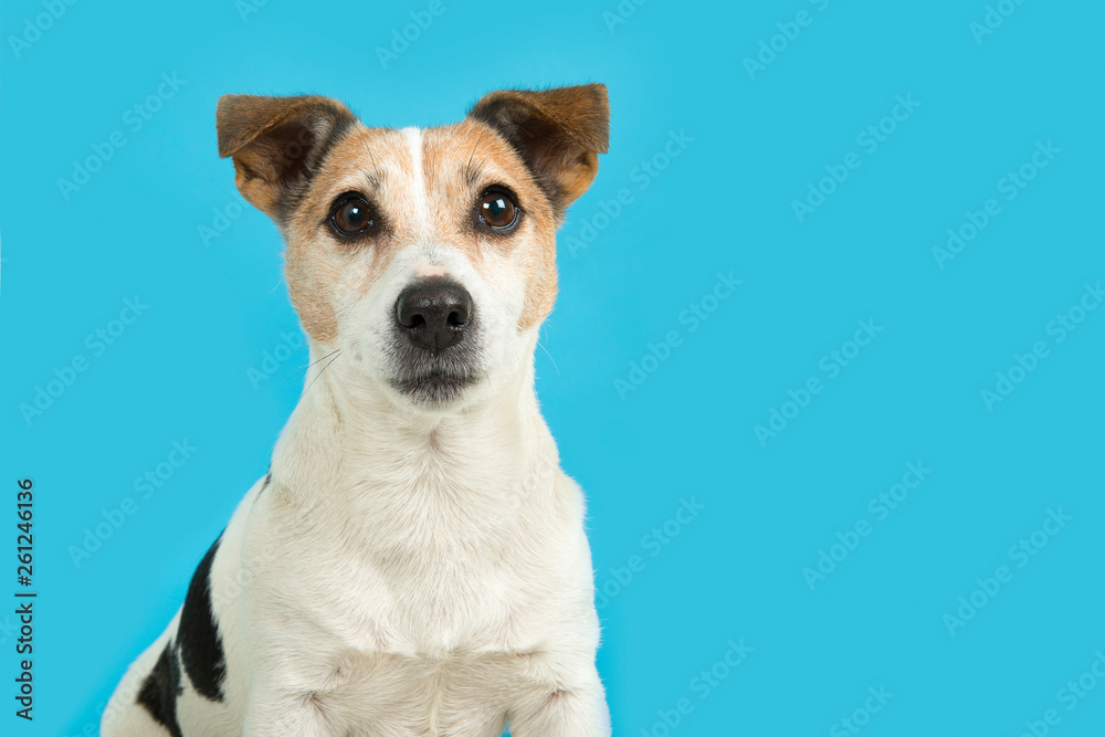 Jack russell dog portrait looking at the camera on a blue background