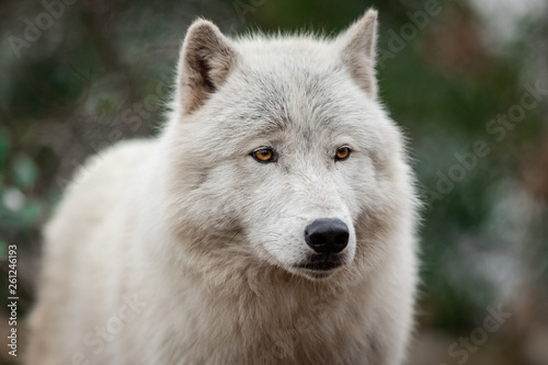 Fototapeta Naklejka Na Ścianę i Meble -  White wolf in the forest