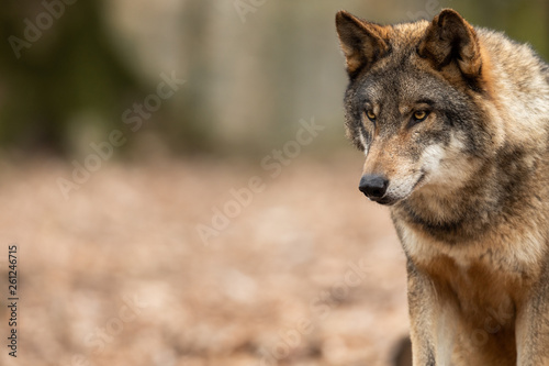 Grey wolf in the forest