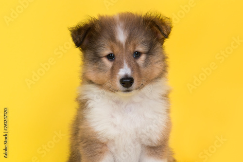 Portrait of a shetland sheepdog puppy on a yellow background looking at the camera seen from the front