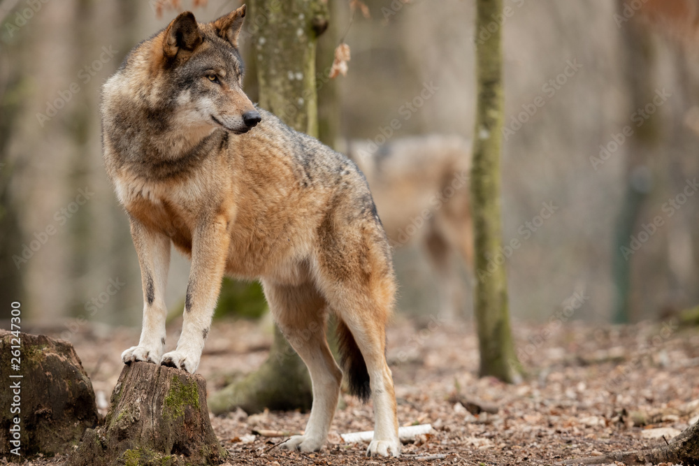Obraz premium Grey wolf in the forest