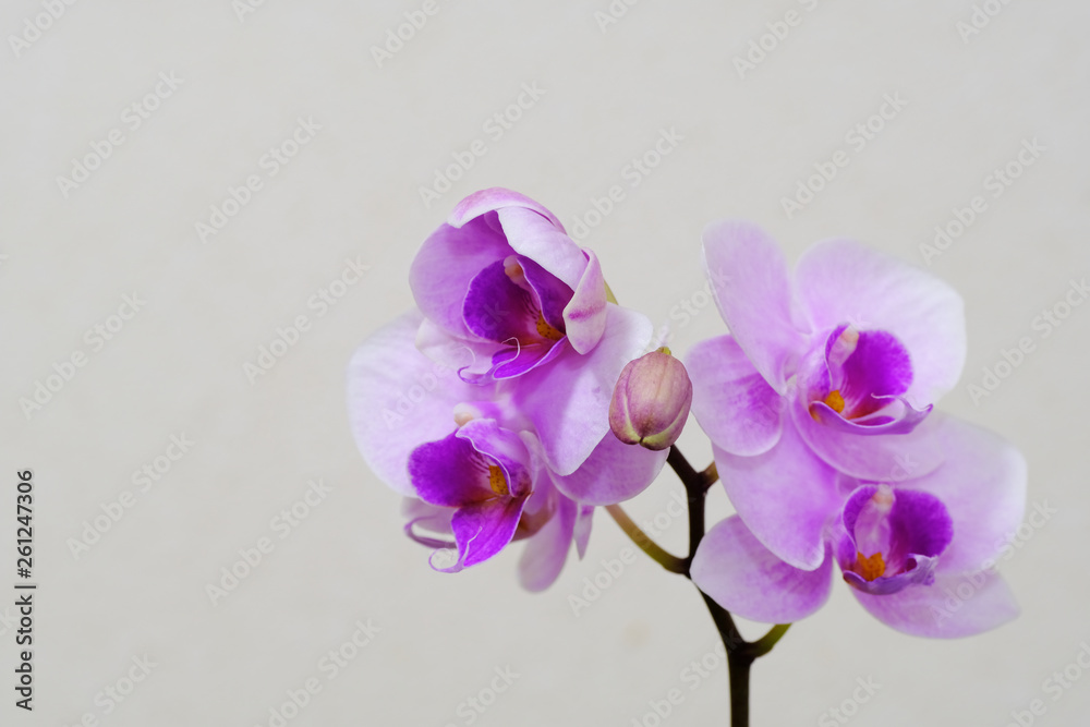 orchid on white background orchid on white background