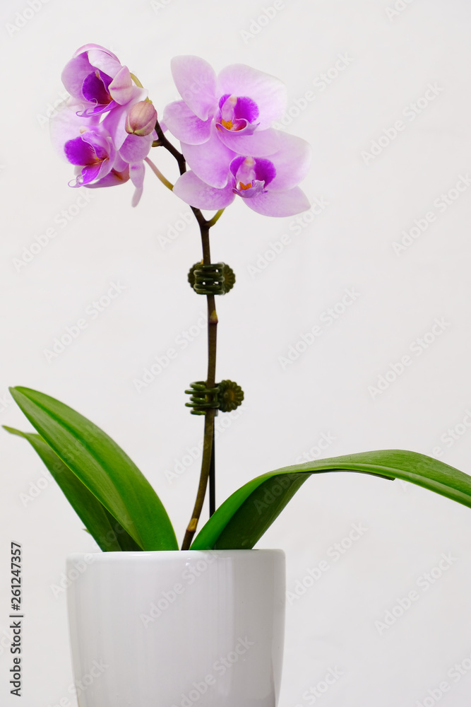 orchid in pot isolated on white background