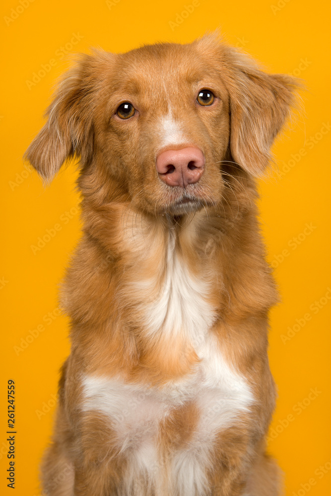 Portrait of a nova scotia duck tolling retriever looking at the camera on a yellow background