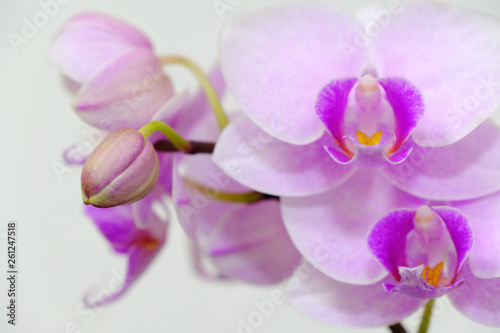 closeup of pink orchid flower