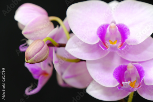 closeup of pink orchid flower