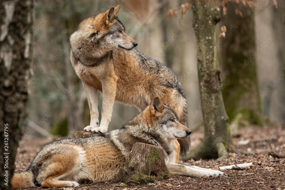 Fototapeta premium Grey wolf in the forest