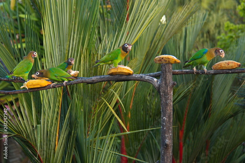 Brown-hooded parrot in Pedacito de Cielo near Boca Tapada in Costa Rica photo