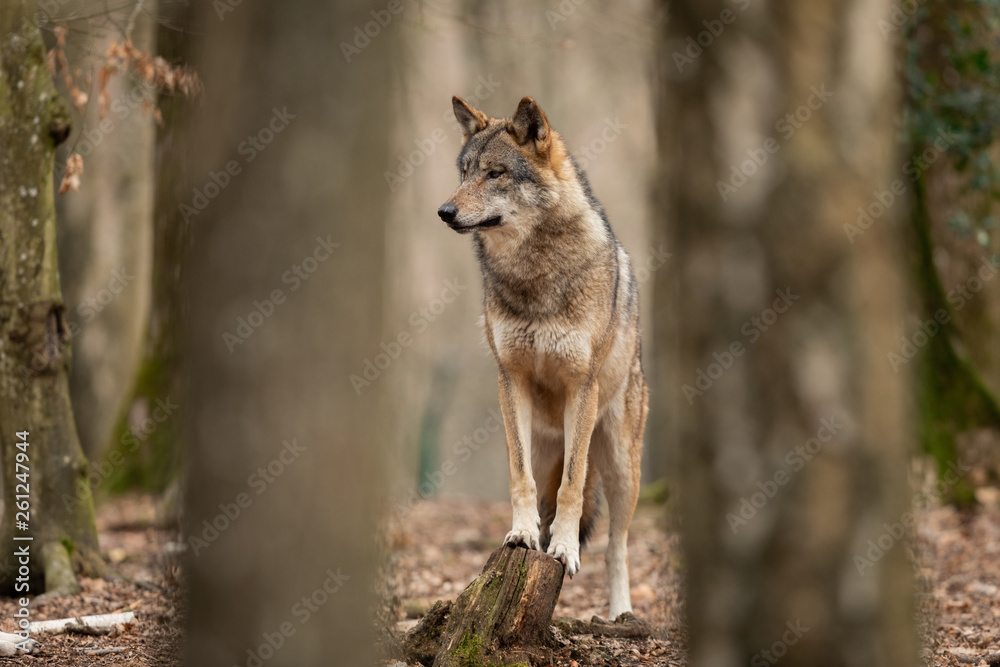 Grey wolf in the forest