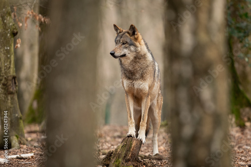 Grey wolf in the forest