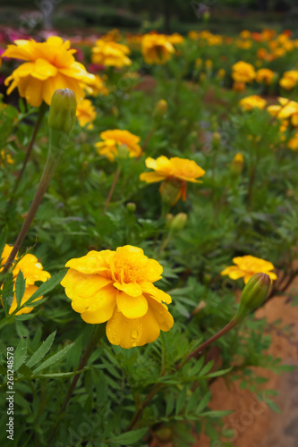  Yellow flowers with a drop of water in a flower garden, on a colorful flower garden background