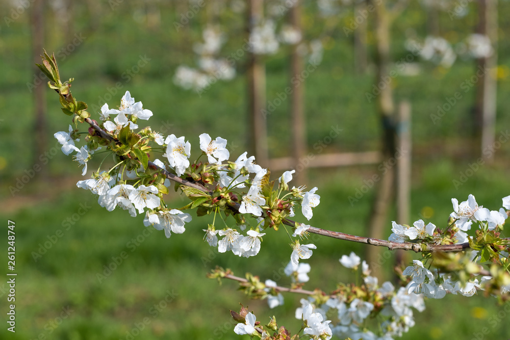 Kirschblüten an einem Zweig