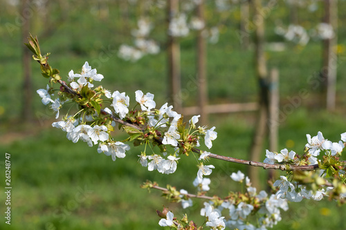 Kirschblüten an einem Zweig photo