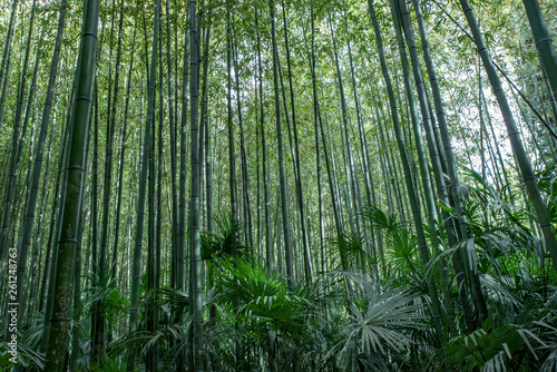 grande forêt de bambou vert