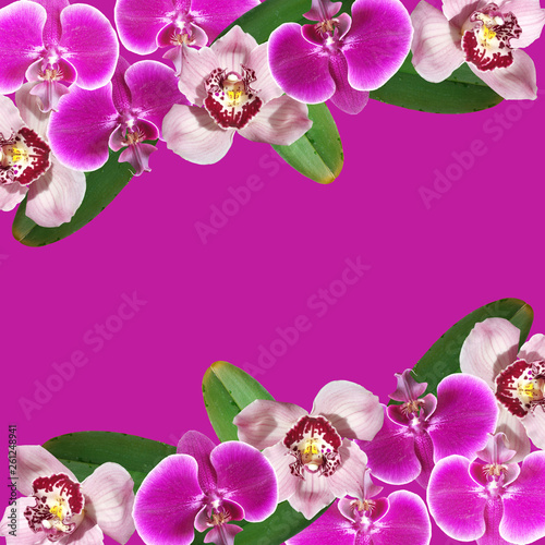 Beautiful floral Orchid background. Isolated