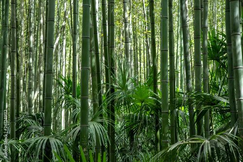 forêt de bambou