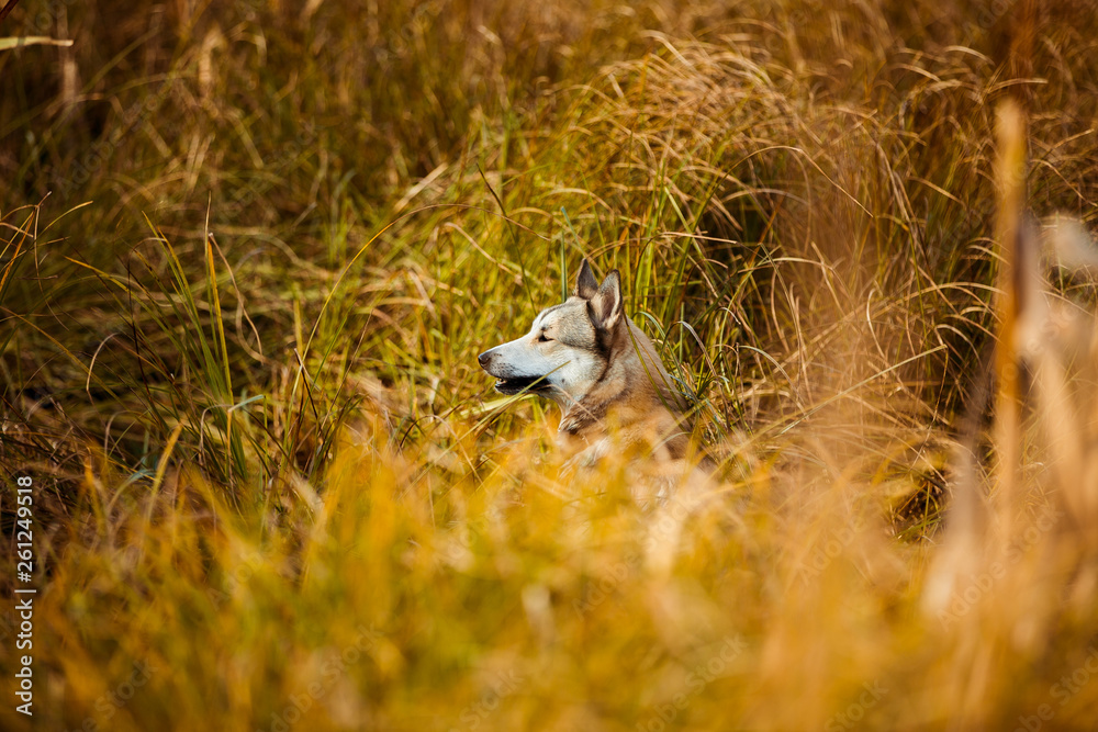 walk in the field with a dog walk in the field with a dog