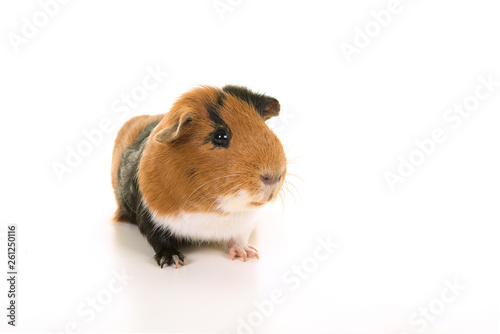 Smooth haired tricolour guinea pig seen from the front on a white background