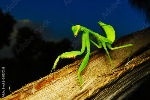 Green preying mantis - Hirodula, full body closeup, Satara, Maharashtra, India. © RealityImages