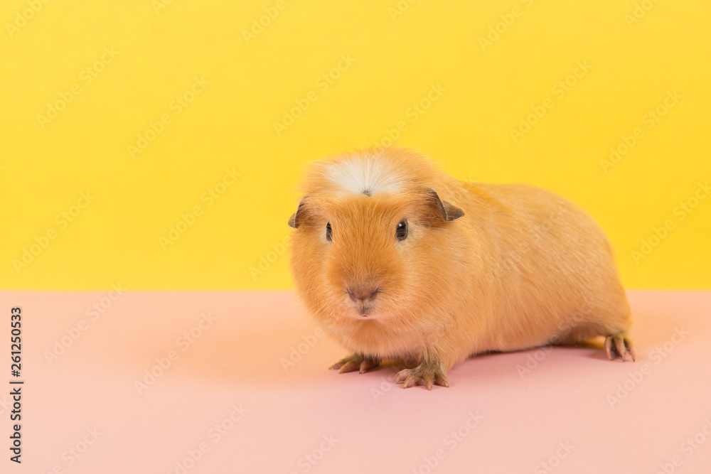 Crested guinea pig on a pink and yellow background Crested guinea pig on a pink and yellow background