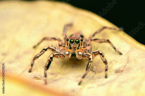 Male Jumping Spider - Plexippus petersi, front look, sitting on leaf, Satara, Maharashtra, India.