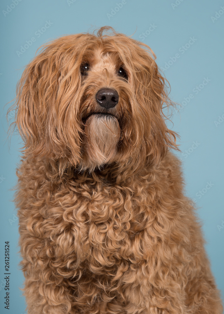 Portrait of a labradoodle glancing away on a blue background in a vertical image Portrait of a labradoodle glancing away on a blue background in a vertical image