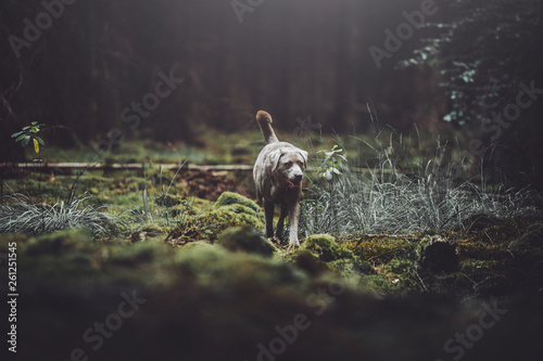Dog in the wood 2