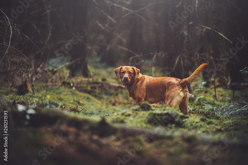 Dog in the wood 1