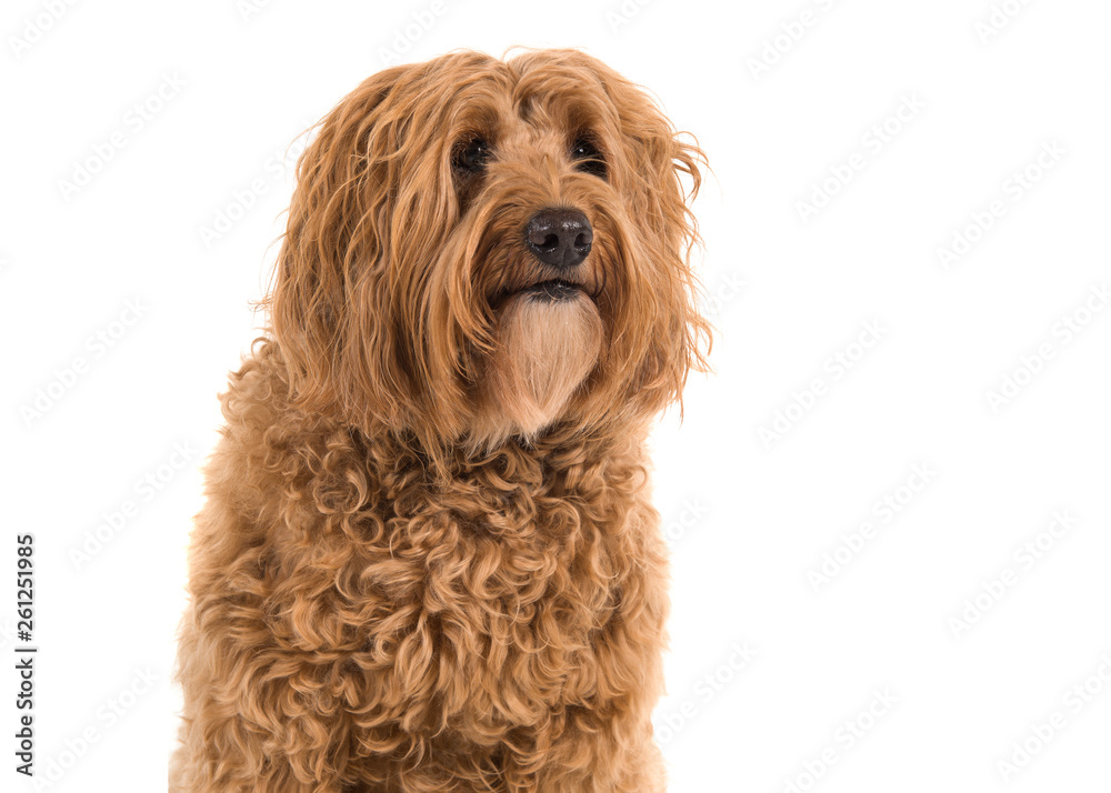 Portrait of a labradoodle glancing away isolated on a white background