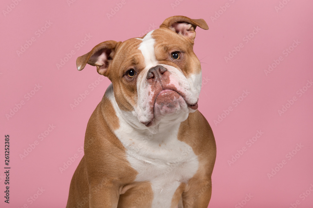 Portrait of an old english bulldog looking at the camera on a pink background