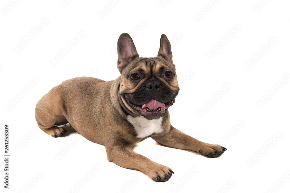 French bulldog lying down looking at the camera isolated on a white background