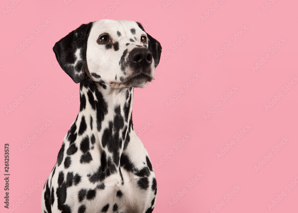 Portrait of a dalmatian dog looking to the right on a pink background with space for copy