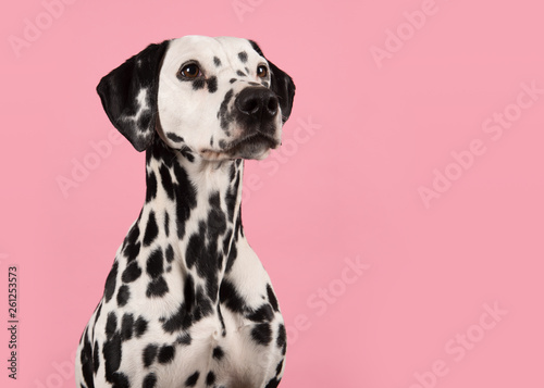 Portrait of a dalmatian dog looking to the right on a pink background with space for copy photo