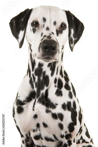 Portrait of a dalmatian dog looking at the camera isolated on a white background © Elles Rijsdijk