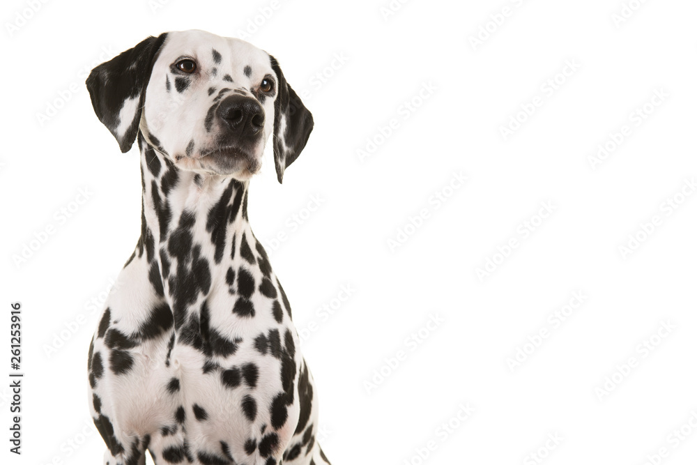 Portrait of a dalmatian dog looking up isolated on a white background