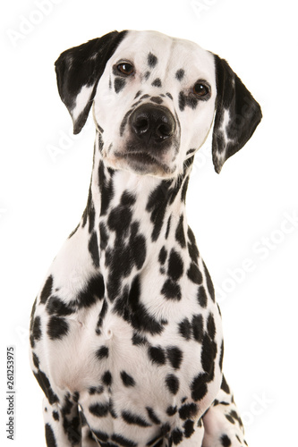 Portrait of a dalmatian dog looking at the camera isolated on a white background