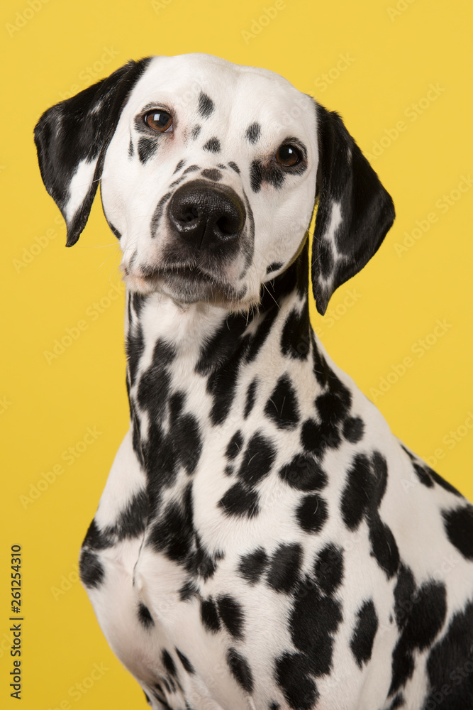 Portrait of a dalmatian dog looking at the camera on a yellow background