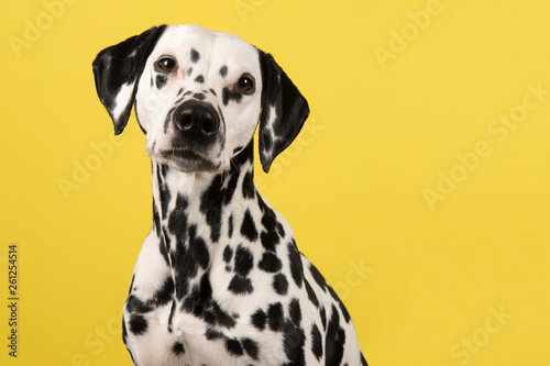 Portrait of a dalmatian dog looking at the camera on a yellow background seen from the side © Elles Rijsdijk