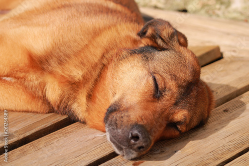 Close-up on pretty brown malinois shepherd sleeping relax on wooden floor outside © Bruno