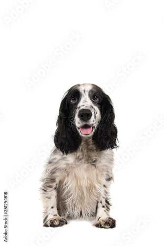 Fototapeta Naklejka Na Ścianę i Meble -  Sitting english cocker spaniel with mouth open seen from the front isolated on a white background