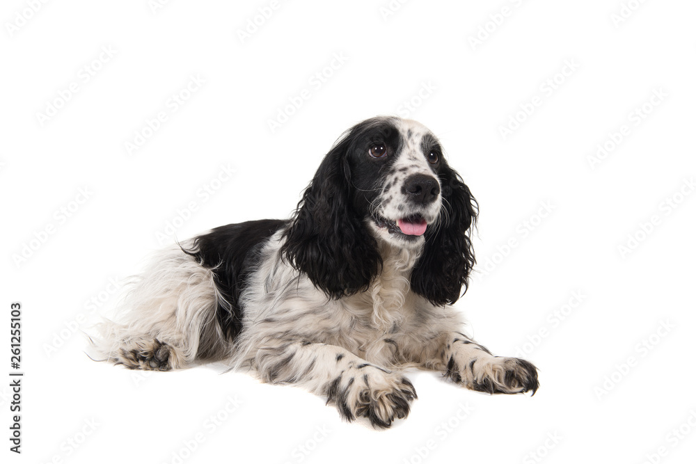English cocker spaniel with mouth open looking away lying down isolated on a white background